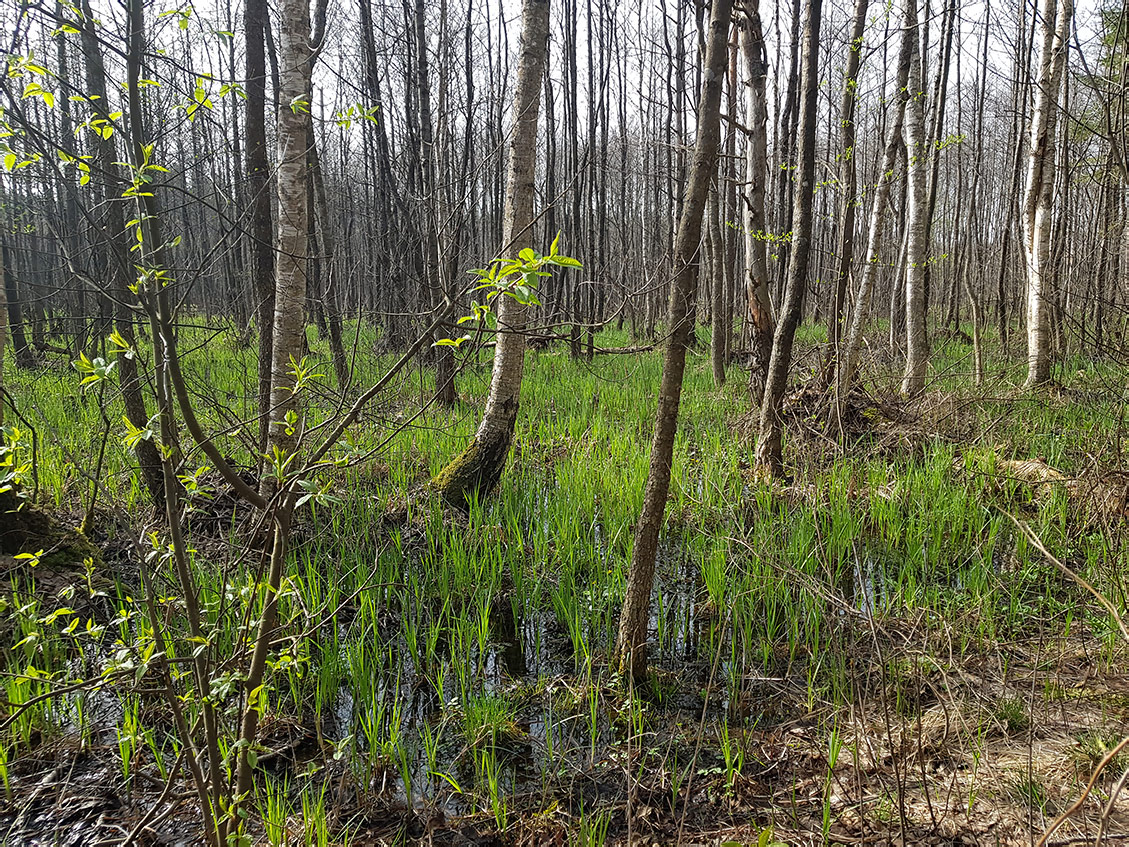 Национальный парк "Нарочанский", image of landscape/habitat.