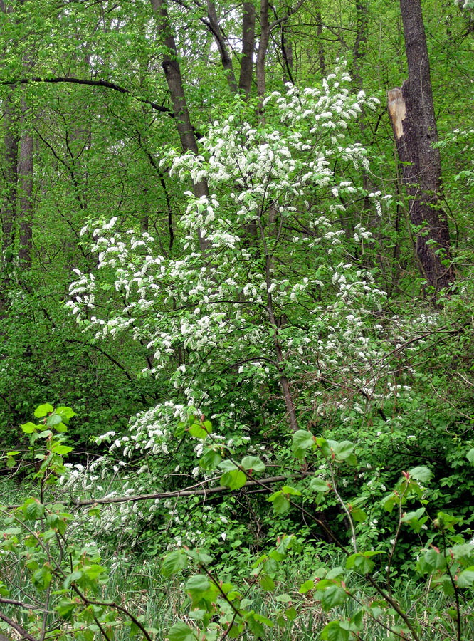 Лесники, низинная часть, image of landscape/habitat.