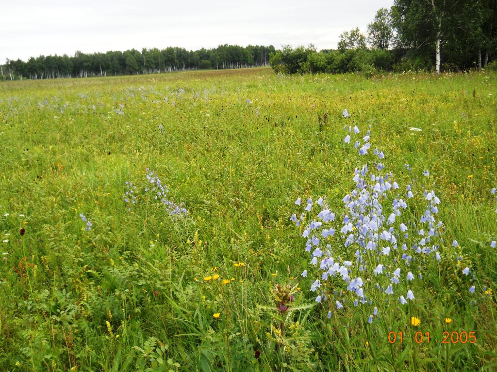 Школьный заказник орхидей, image of landscape/habitat.