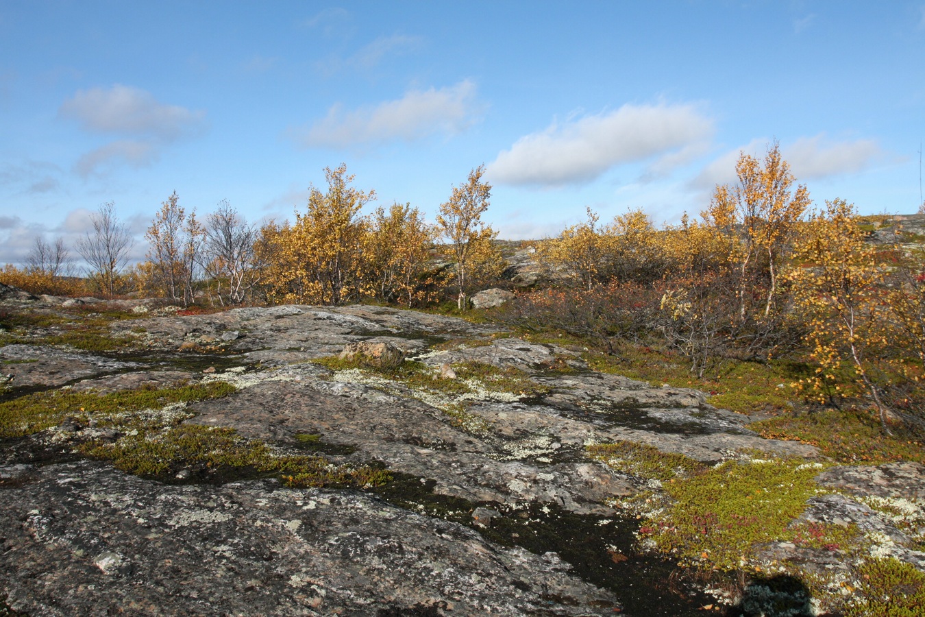 Горелая сопка, image of landscape/habitat.