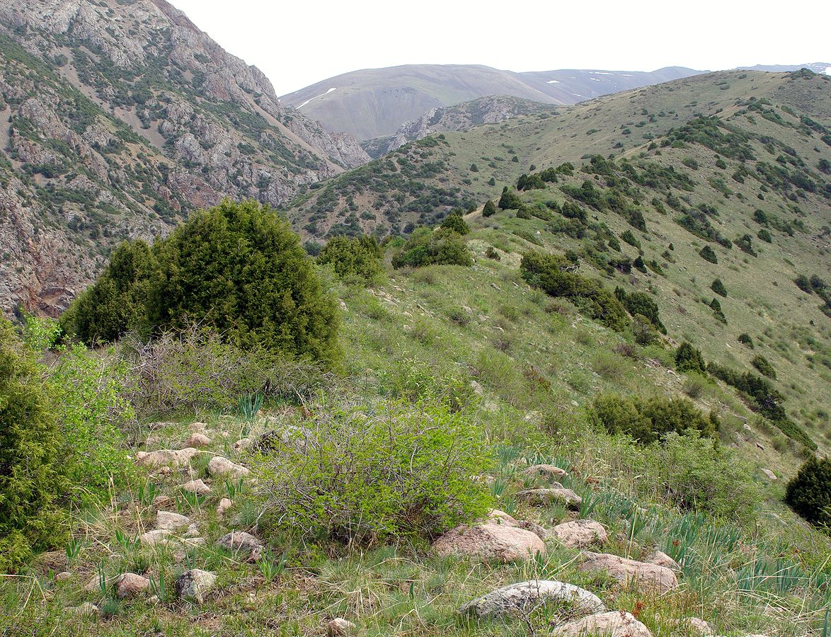 Сазаната, image of landscape/habitat.