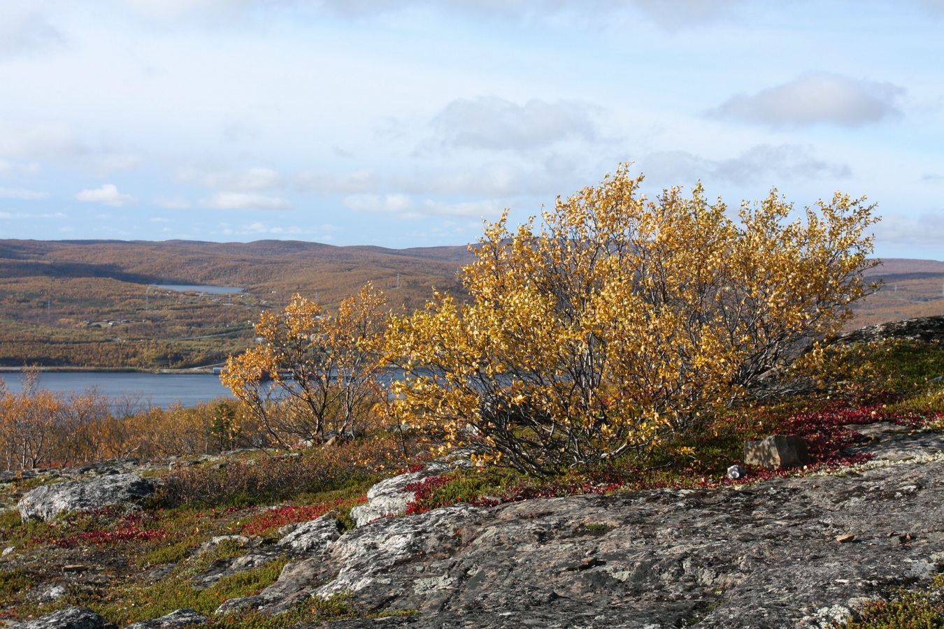 Горелая сопка, image of landscape/habitat.