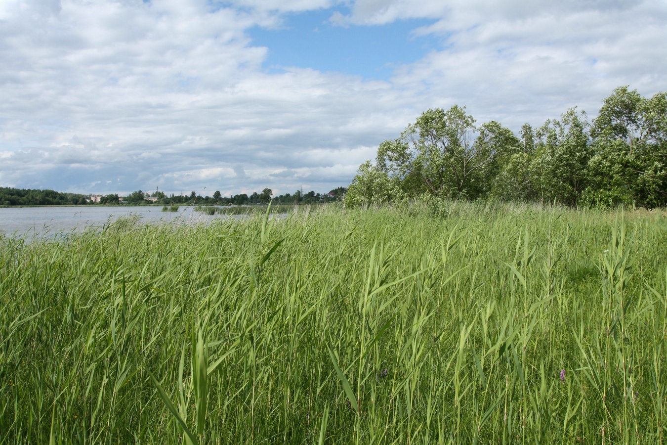 Дудергофское озеро, image of landscape/habitat.