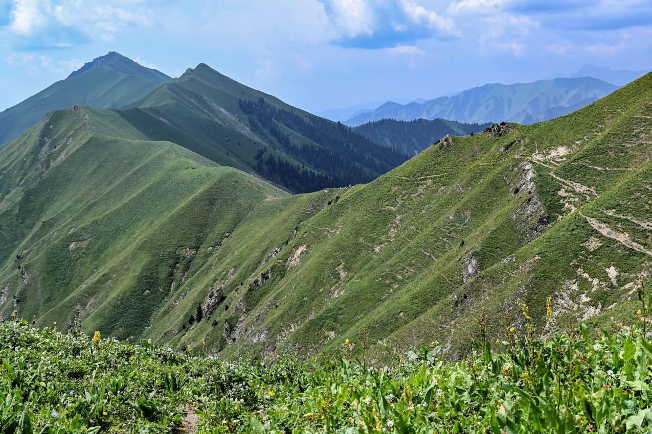 Перевал Кульдамбес, image of landscape/habitat.