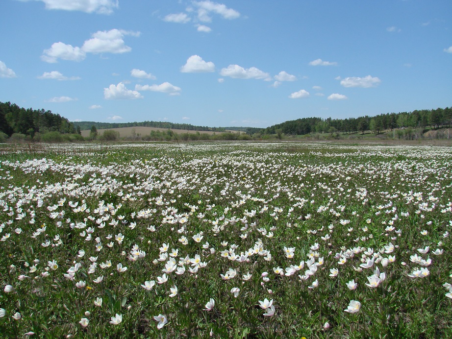 Долина реки Иркут, image of landscape/habitat.