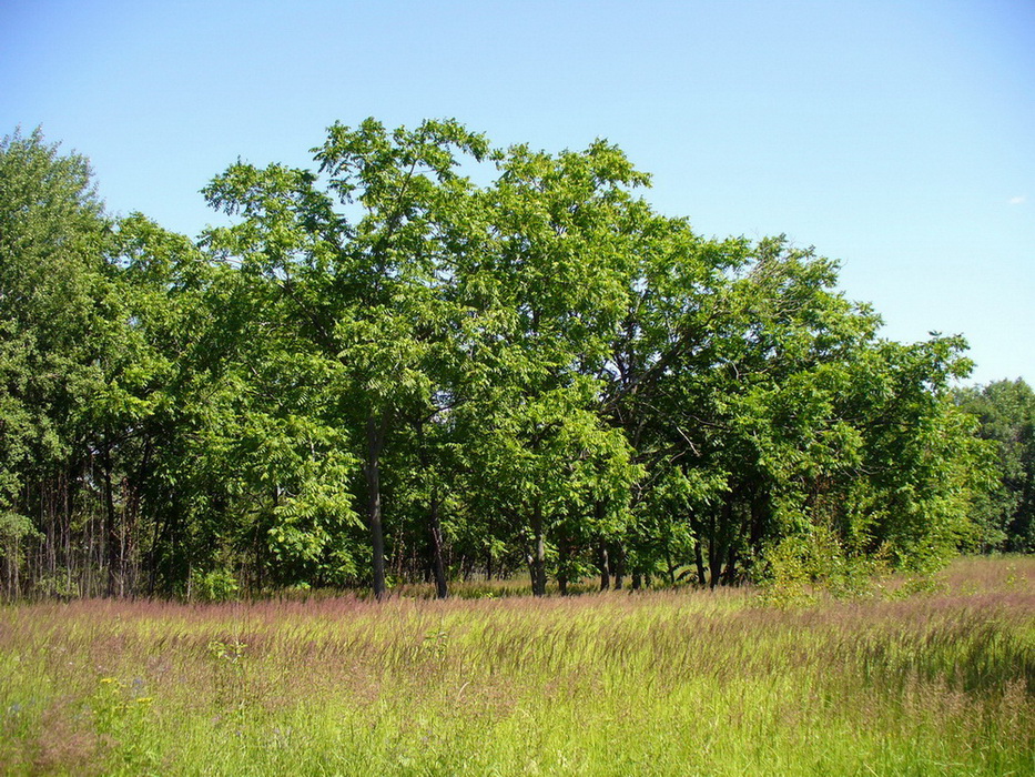 Станция Полянки, image of landscape/habitat.