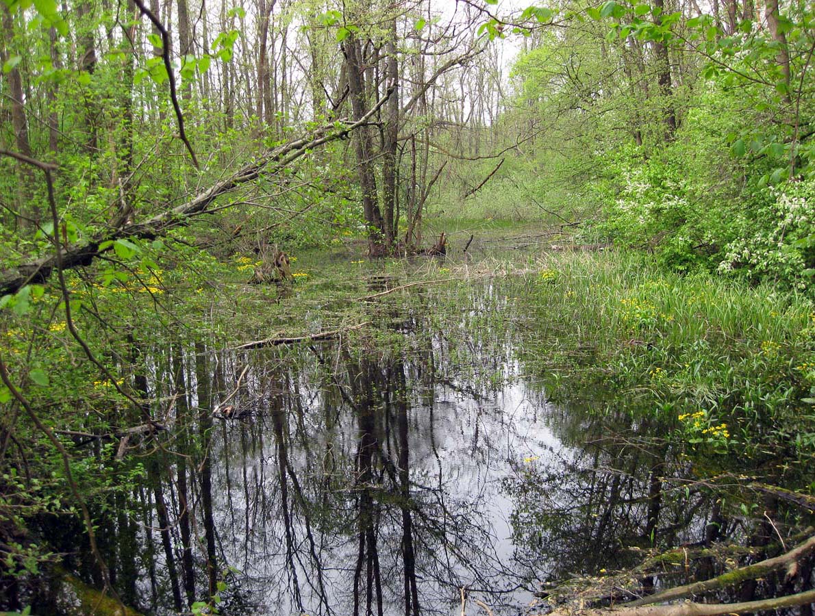 Лесники, низинная часть, image of landscape/habitat.