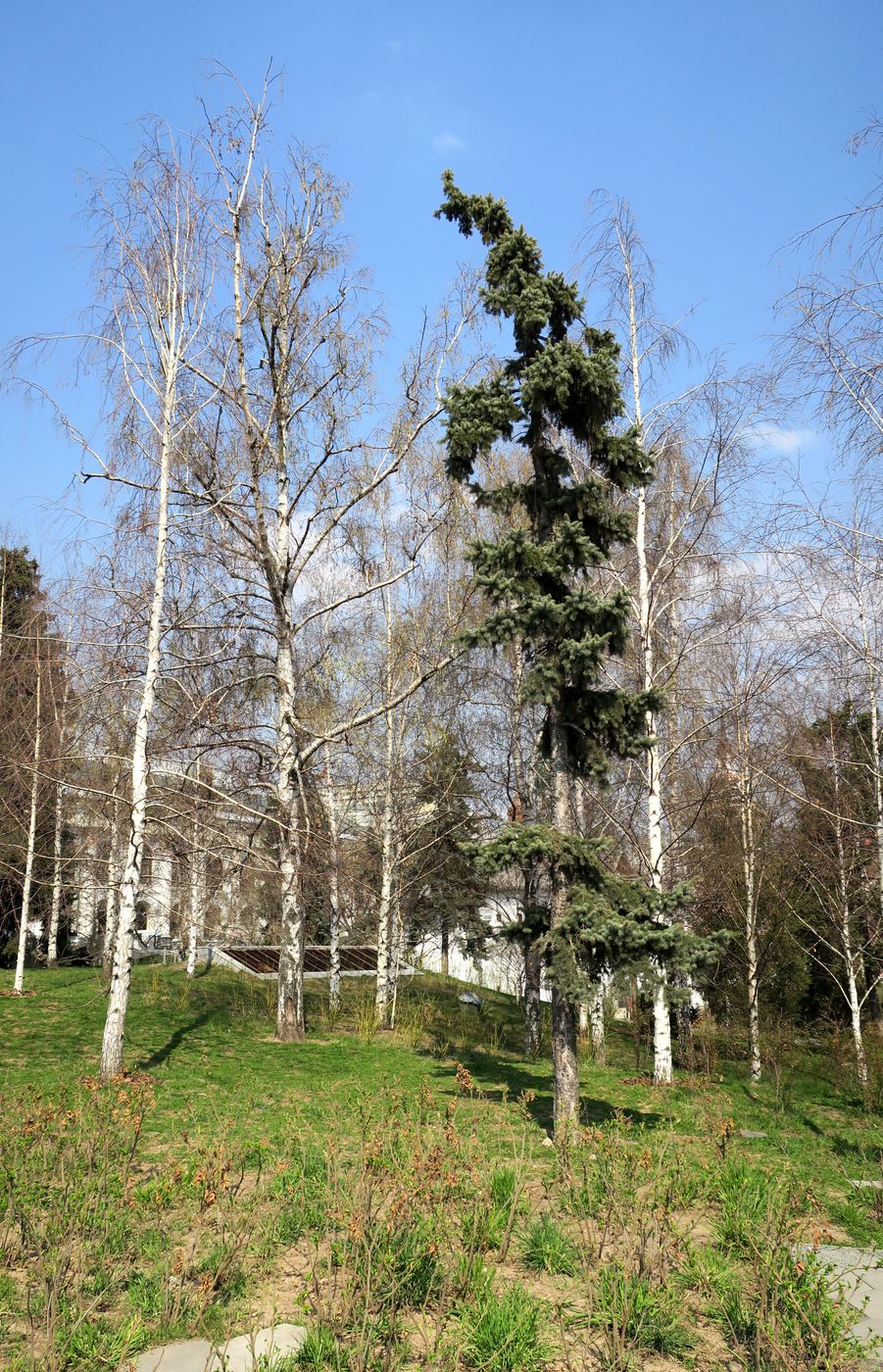 Парк Зарядье, image of landscape/habitat.