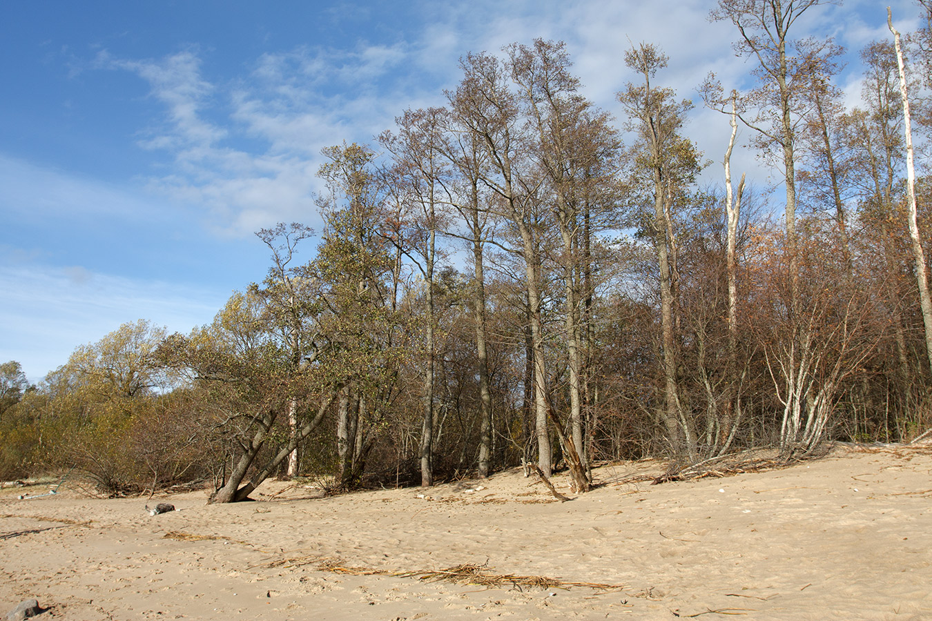 Западный Котлин, image of landscape/habitat.