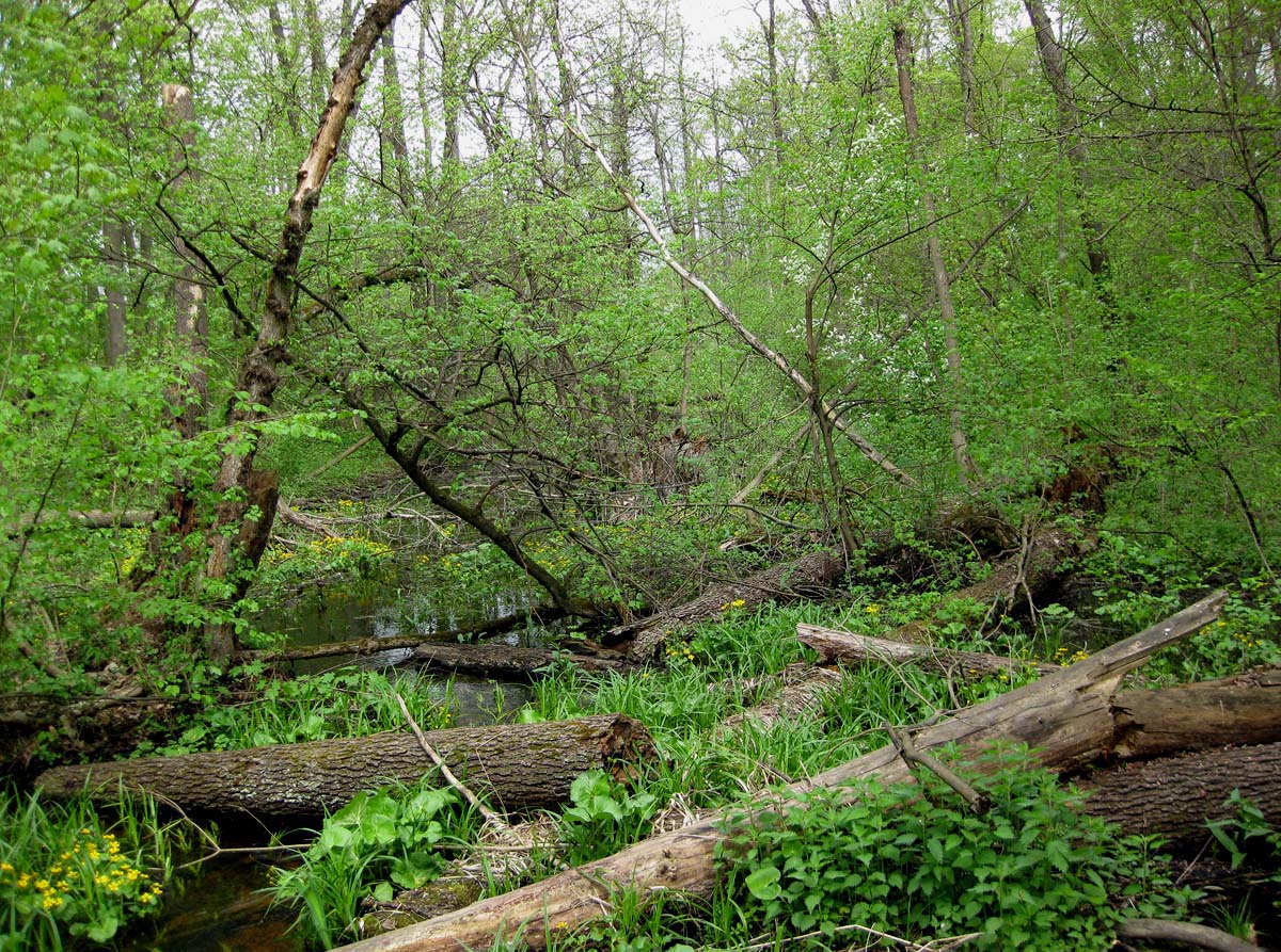 Лесники, низинная часть, image of landscape/habitat.