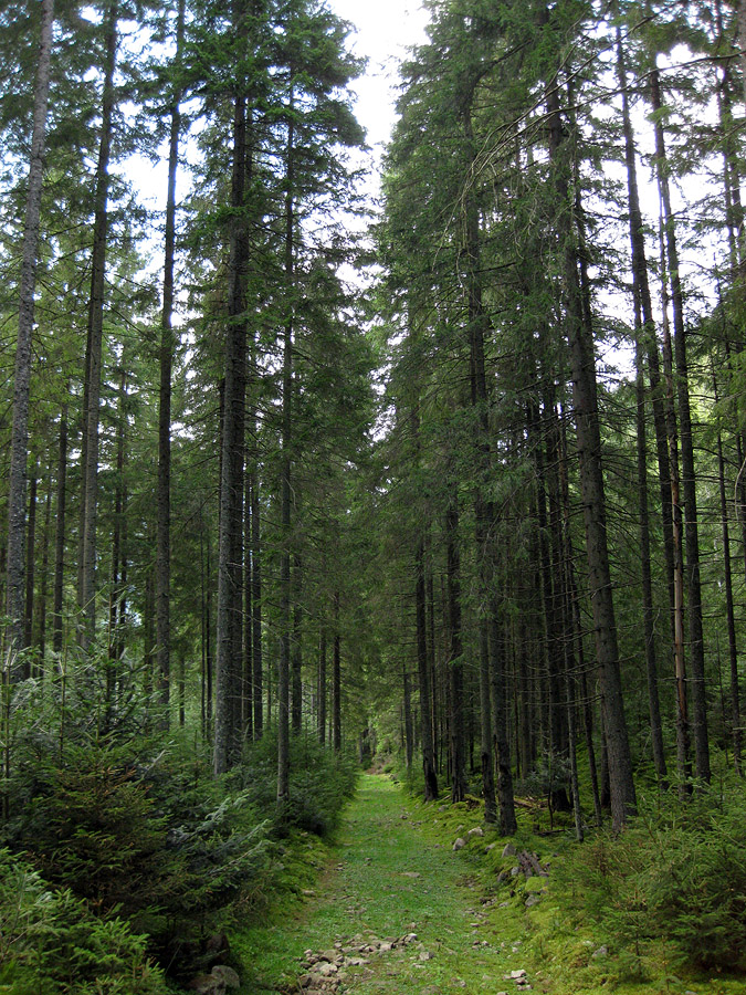 Заповедник "Горганы", Максимец, image of landscape/habitat.