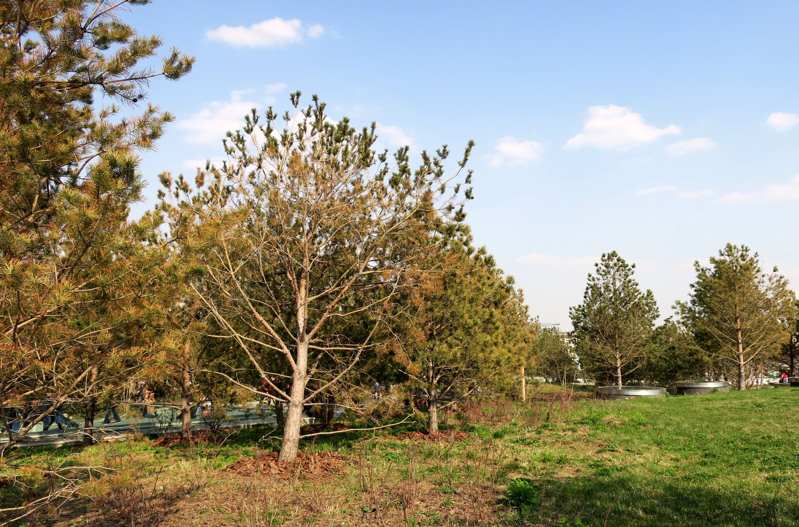 Парк Зарядье, image of landscape/habitat.