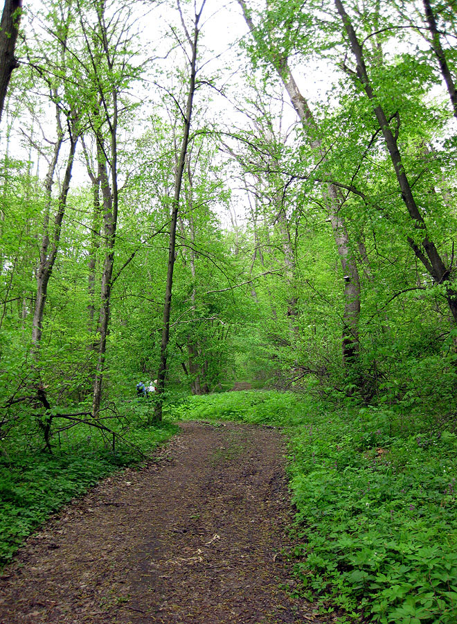 Лесники, низинная часть, image of landscape/habitat.