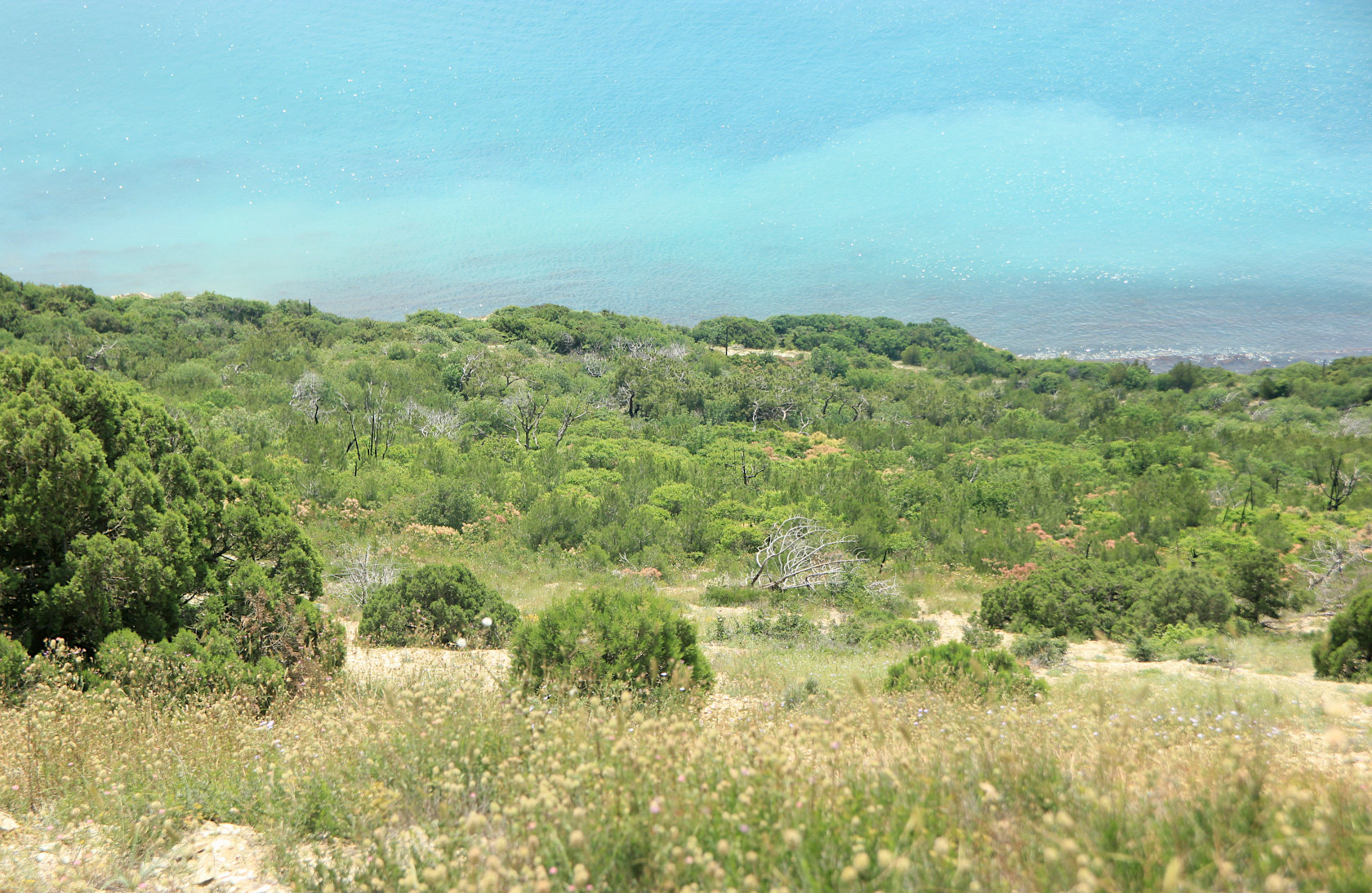 Приморские склоны у Варваровки, image of landscape/habitat.