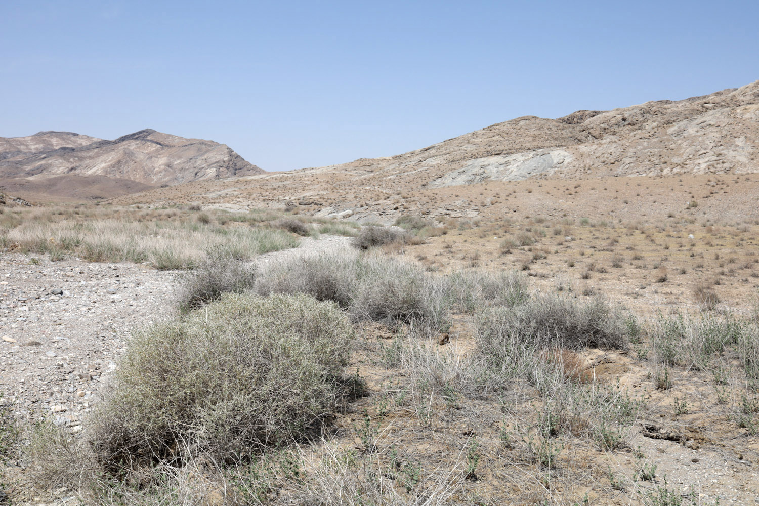 Тамдытау, image of landscape/habitat.