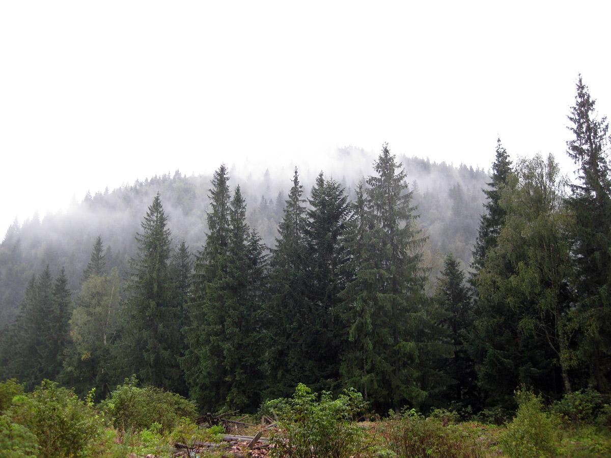 Заповедник "Горганы", Максимец, image of landscape/habitat.