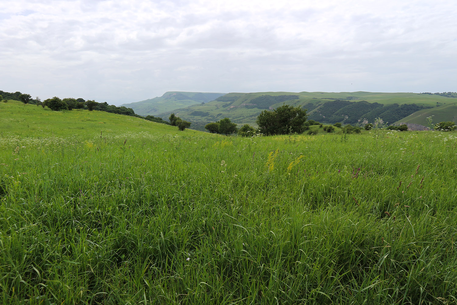 Окр. станицы Исправная, image of landscape/habitat.