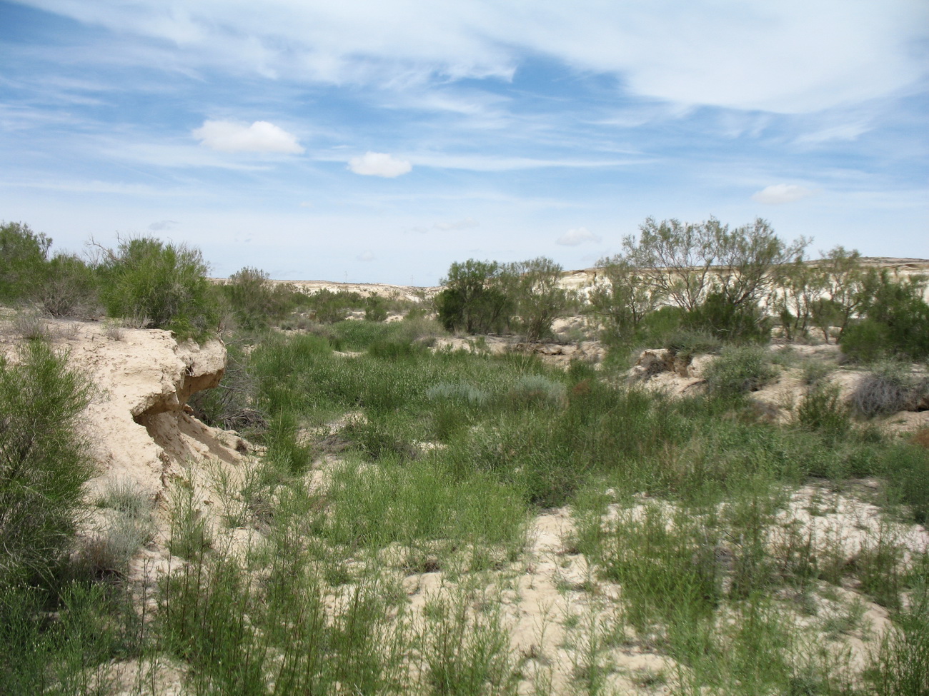 Ак-Кудук, image of landscape/habitat.