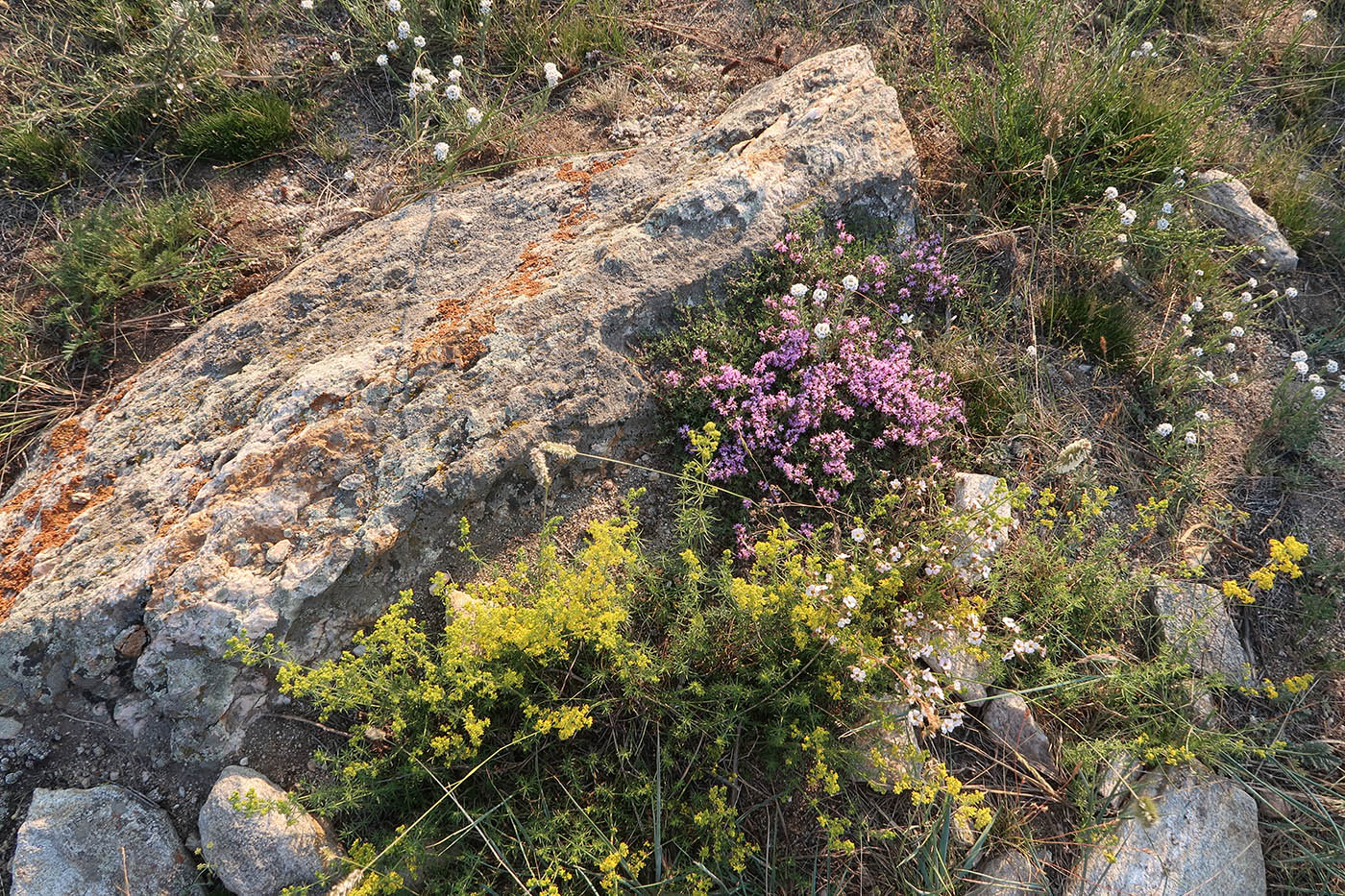 Тажеранская степь, image of landscape/habitat.