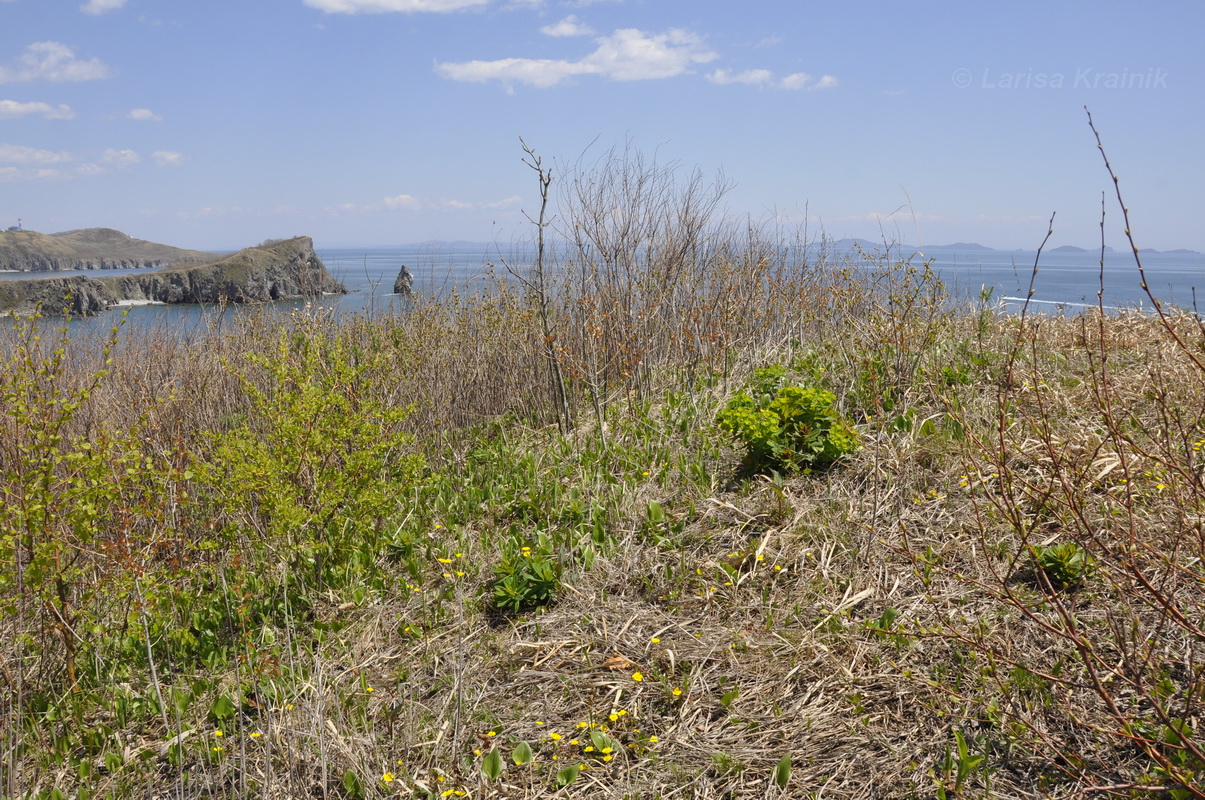 Полуостров Брюса, image of landscape/habitat.