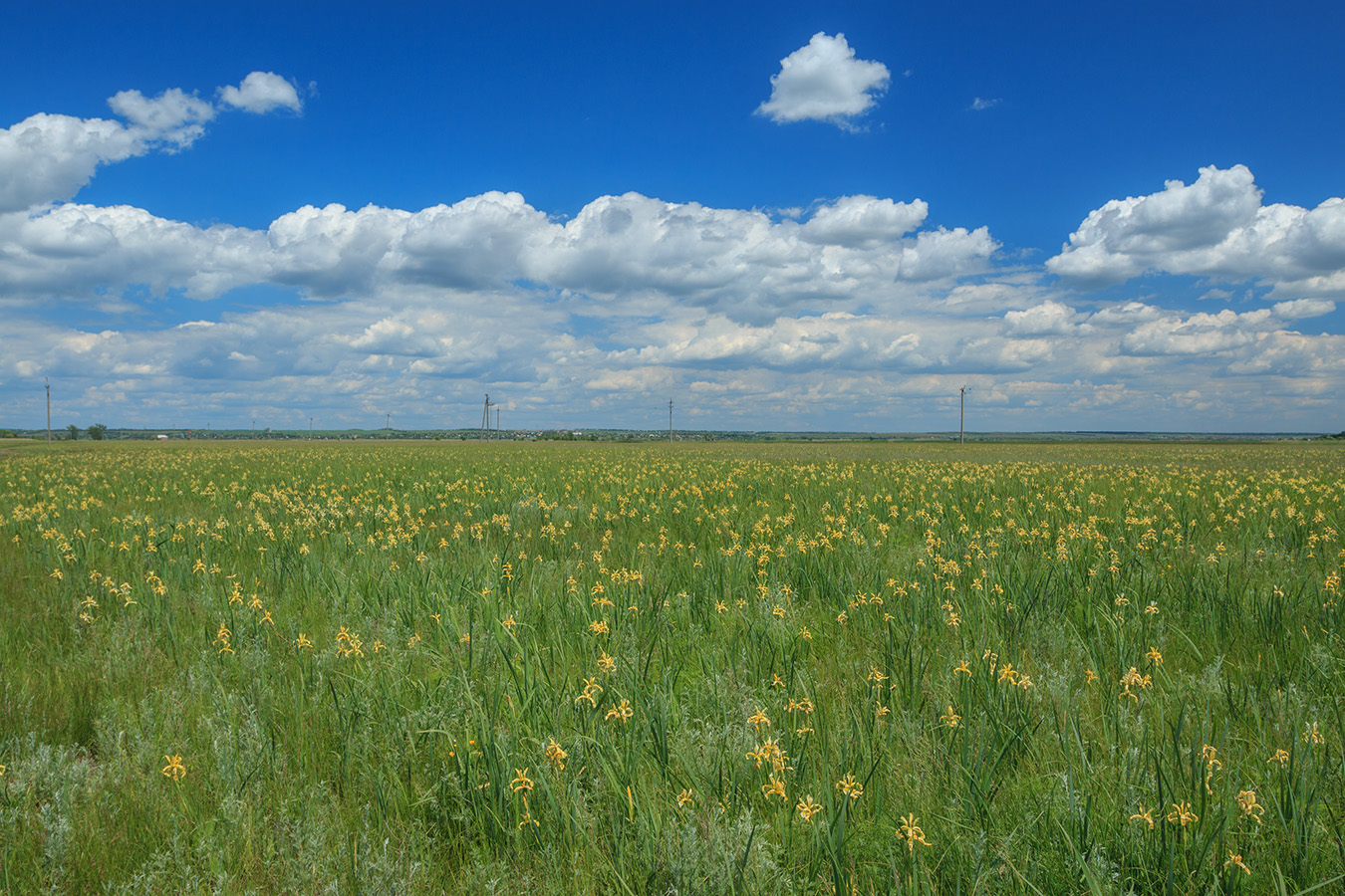 Дельта Дона, image of landscape/habitat.