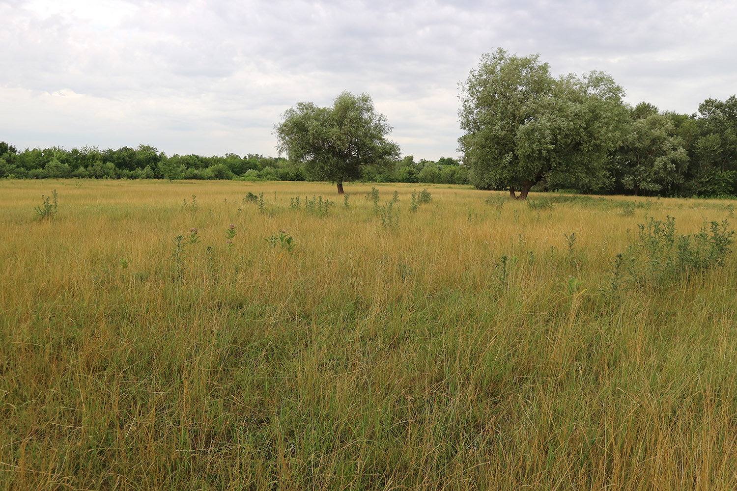 Луг в излучине реки Фарс, image of landscape/habitat.