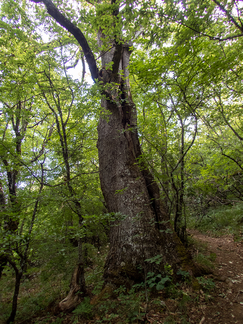 Долина реки Сотера, image of landscape/habitat.