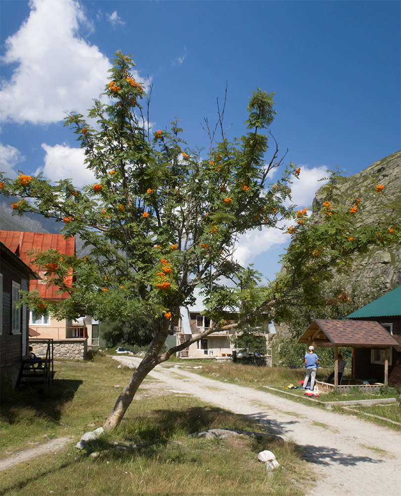 Альплагерь "Безенги", image of landscape/habitat.