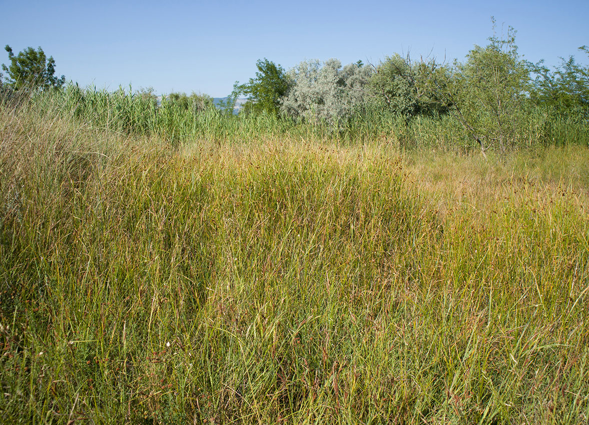 Дендропарк НПИ Куб ГТУ, image of landscape/habitat.