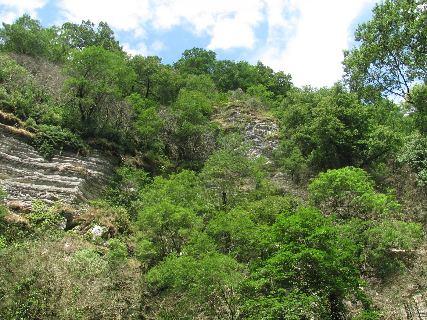 Тисо-самшитовая роща, image of landscape/habitat.