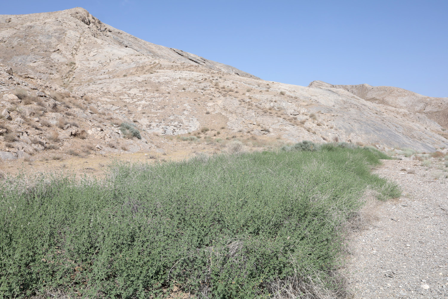 Тамдытау, image of landscape/habitat.