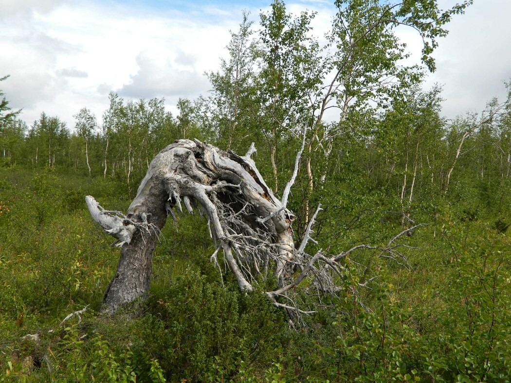 Труба-Ю, image of landscape/habitat.