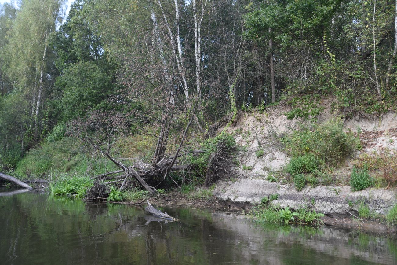 Горицы, image of landscape/habitat.