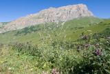 Image of landscape