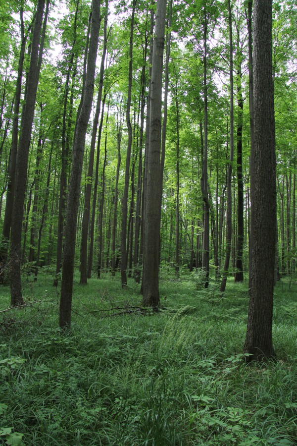 Лыткарино, image of landscape/habitat.