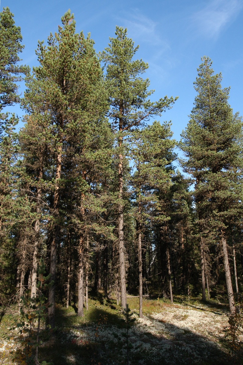 Кашкаранцы, image of landscape/habitat.