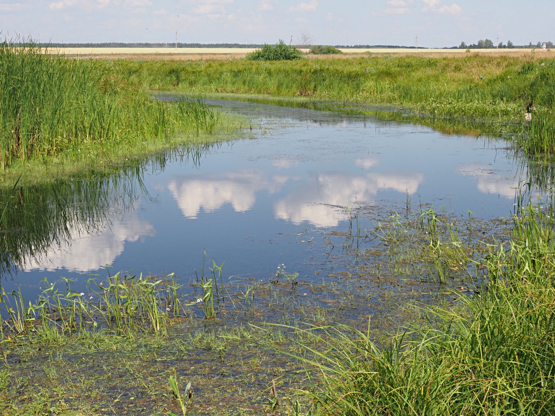 Окрестности Куликовки, image of landscape/habitat.