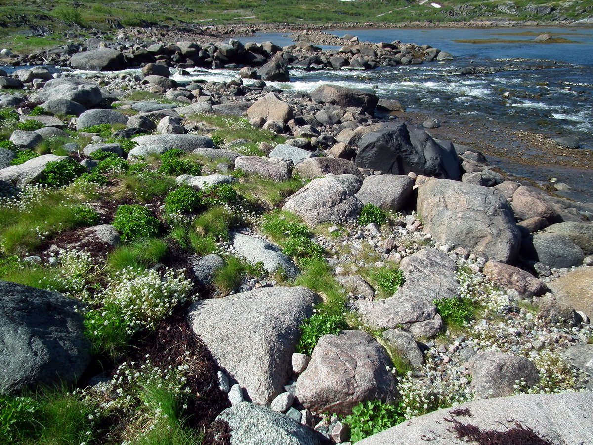 Кут Ярнышной губы, image of landscape/habitat.