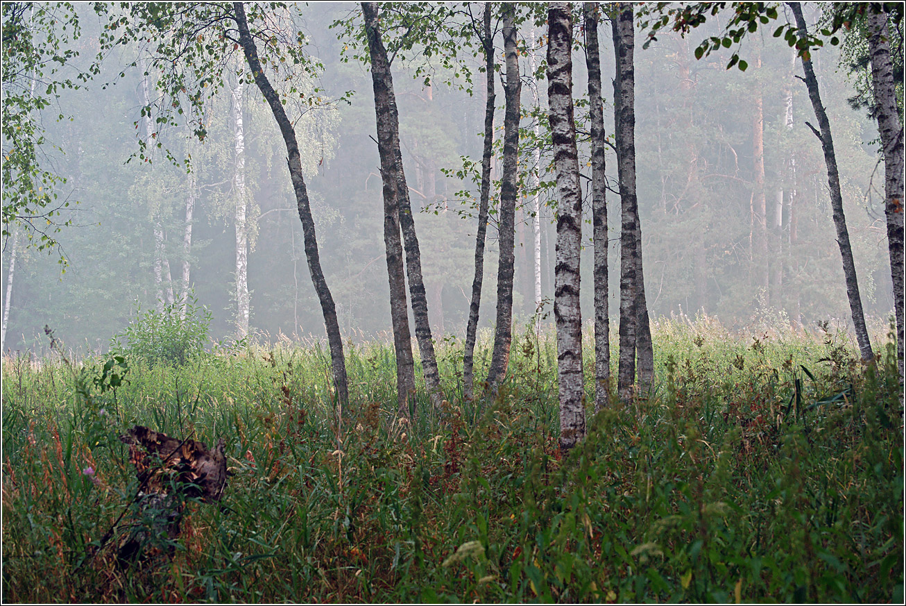 Окрестности Хрипани, image of landscape/habitat.