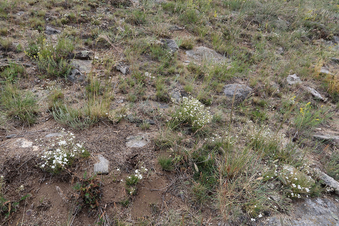 Тажеранская степь, image of landscape/habitat.