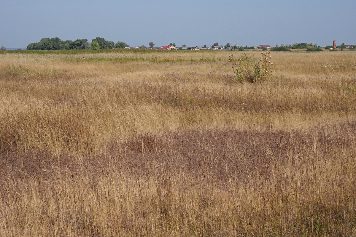 Окрестности Куликовки, image of landscape/habitat.