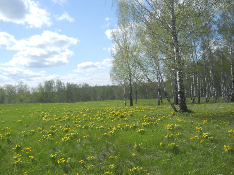 Долина реки Шипунихи, image of landscape/habitat.