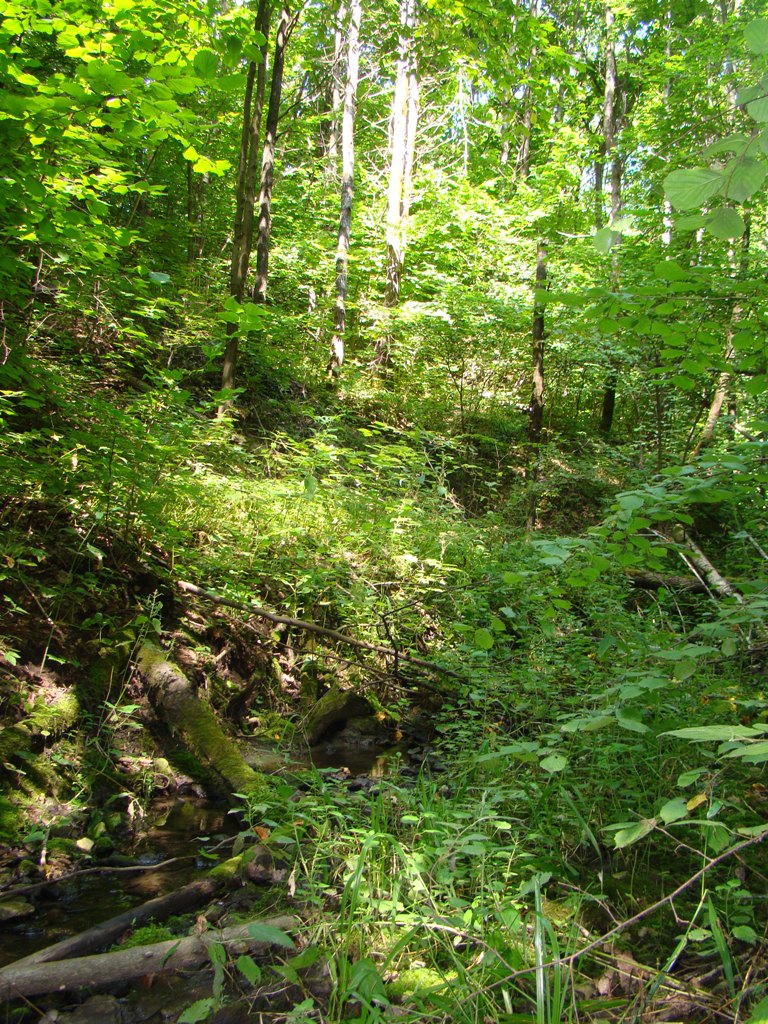 Блиновка, image of landscape/habitat.
