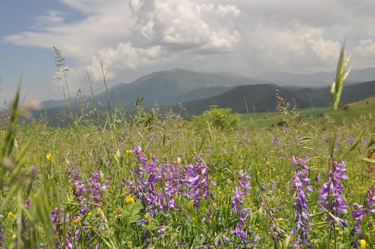 Окрестности села Грели, image of landscape/habitat.