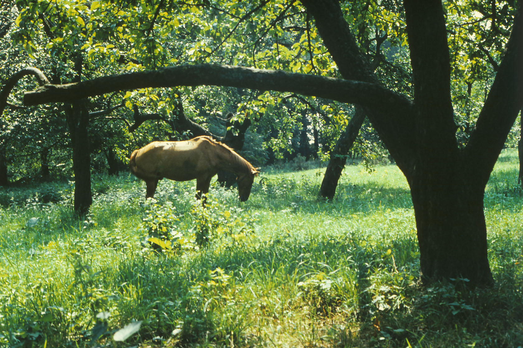 Цаульский парк, image of landscape/habitat.