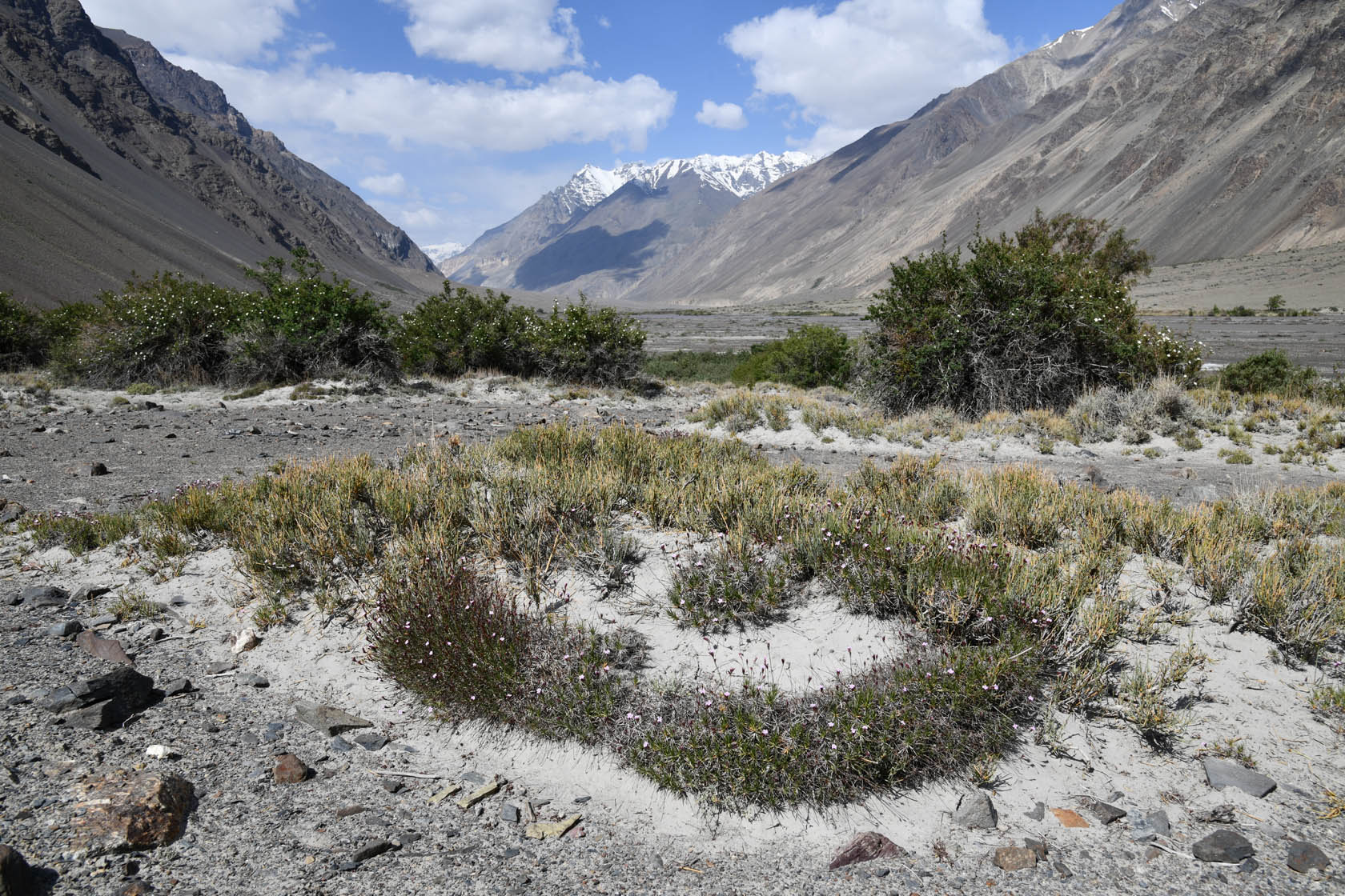 Танымас, image of landscape/habitat.