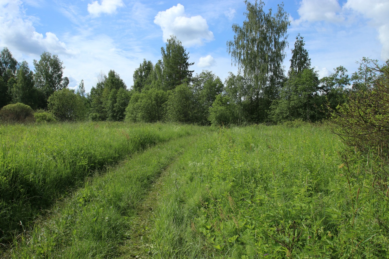 Луга у Кемки, image of landscape/habitat.