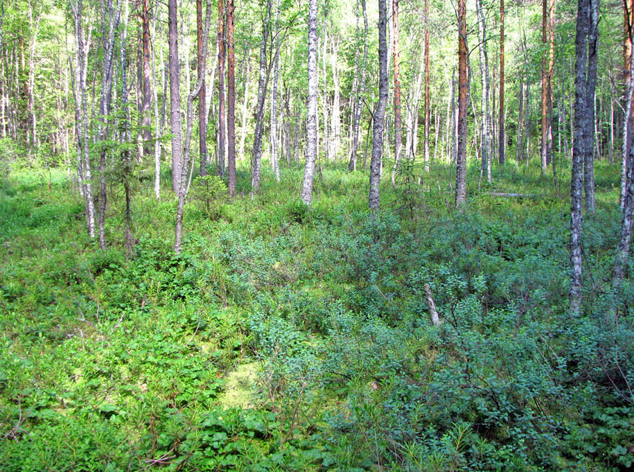 Борок и окрестности, image of landscape/habitat.