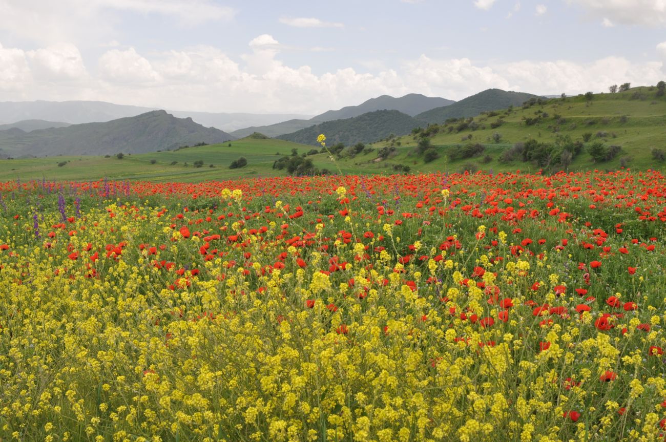 Окрестности села Грели, image of landscape/habitat.