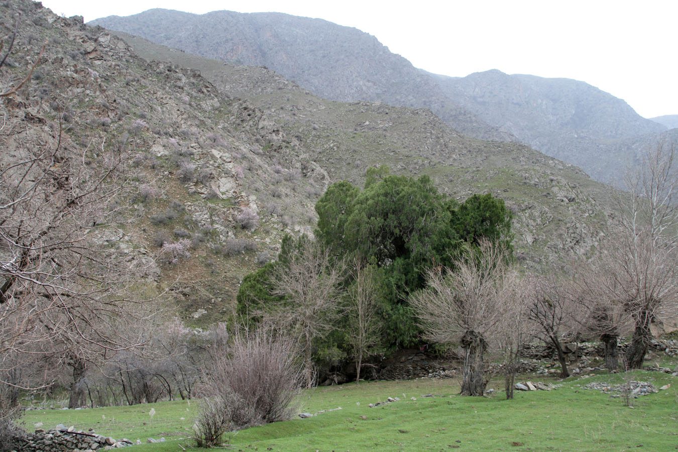 Маджерумсай, image of landscape/habitat.